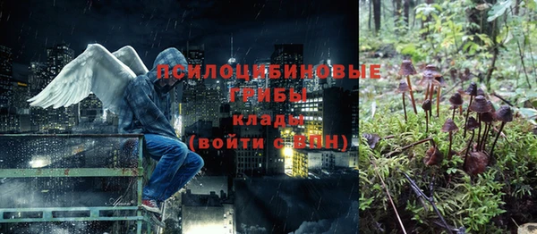 прущие грибы Аркадак