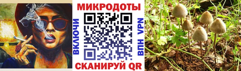Псилоцибиновые грибы Psilocybe Задонск