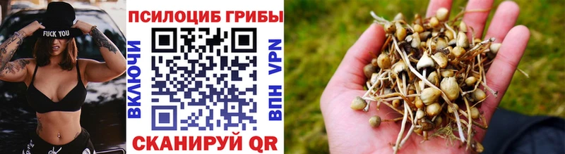 Купить где  Задонск  Псилоцибиновые грибы мицелий 
